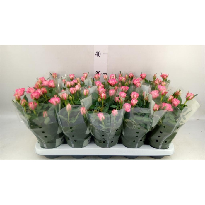 <h4>Rosa  'Fame Kordana'</h4>