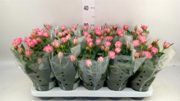 <h4>Rosa  'Fame Kordana'</h4>