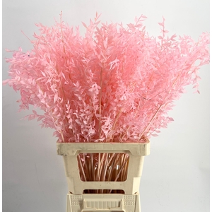 dried Ruscus Bleached Pink Light*