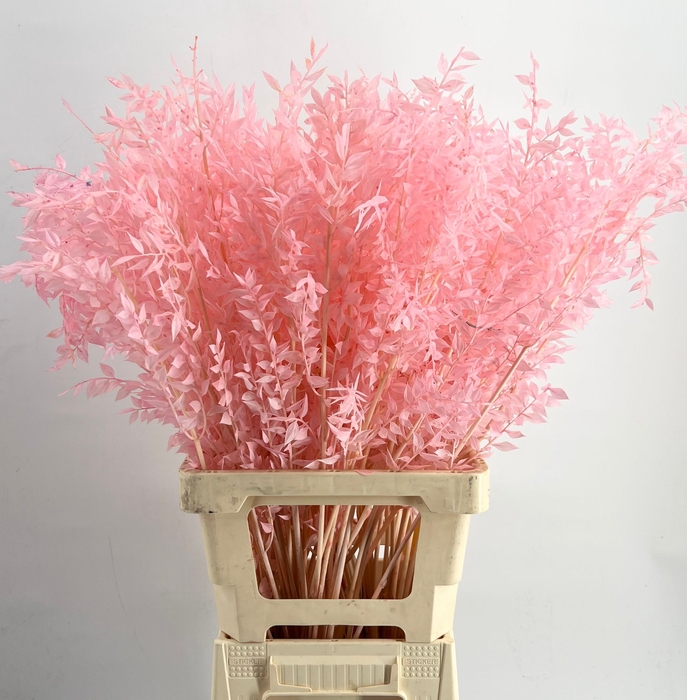 <h4>dried Ruscus Bleached Pink Light*</h4>