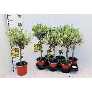 Olea europaea on stem