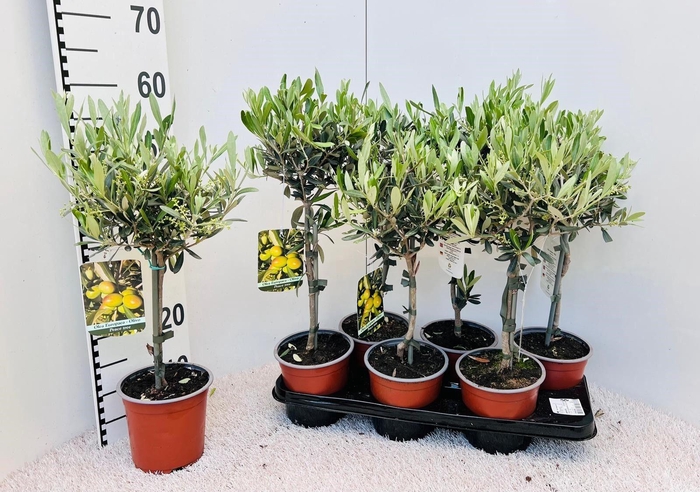 <h4>Olea europaea on stem</h4>