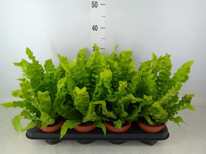 <h4>Asplenium nidus 'Crispy Wave'</h4>