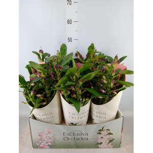 Dendrobium nob. 'StarCla Akatsuki'