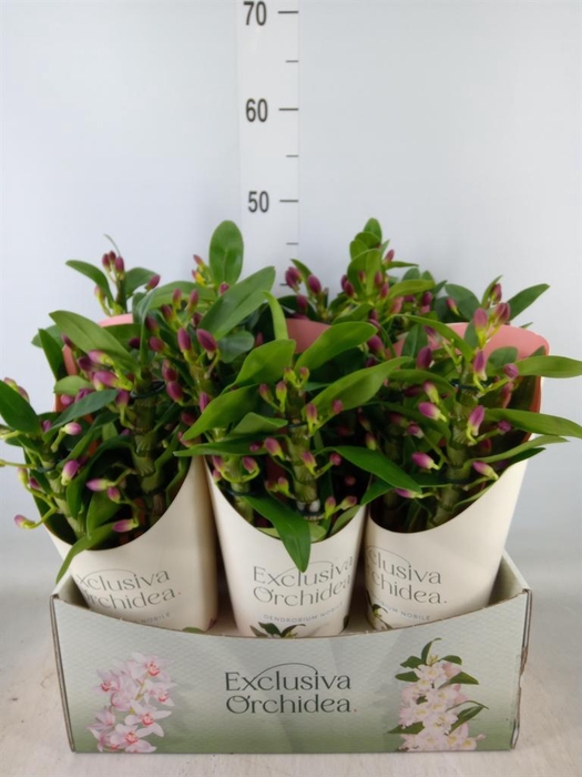 <h4>Dendrobium nob. 'StarCla Akatsuki'</h4>
