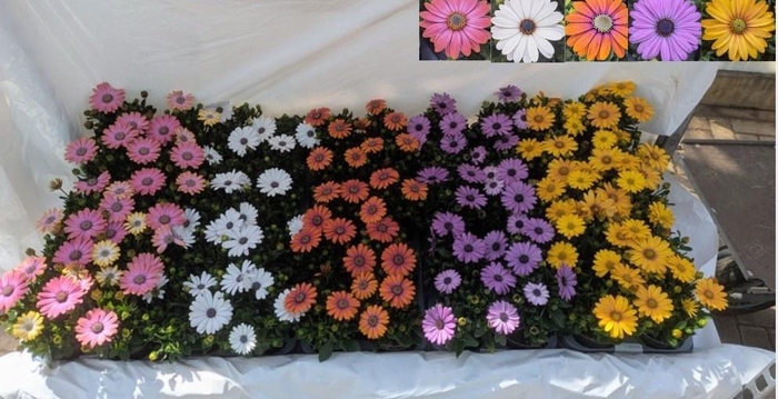 <h4>OSTEO MARGARITA GEM</h4>