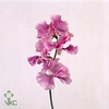 LATHYR MIST LILAC