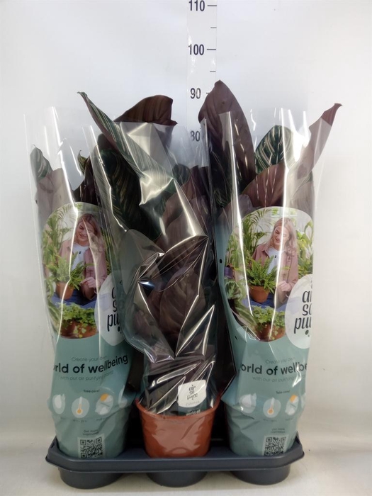 <h4>Calathea sanderiana</h4>