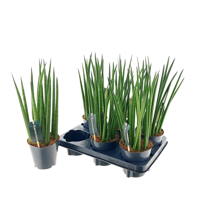 <h4>SANSEV CYLINDRICA OV</h4>