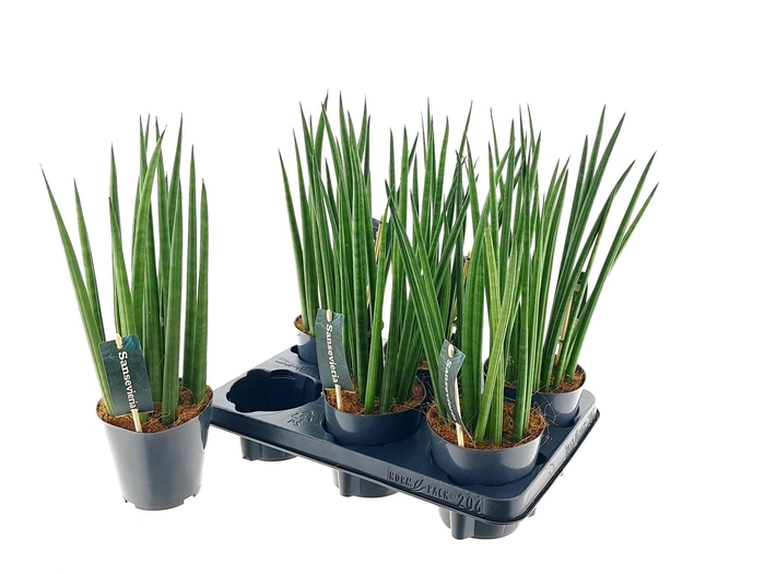 <h4>SANSEV CYLINDRICA OV</h4>