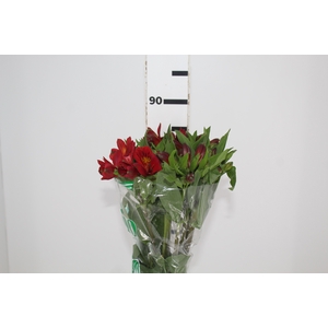 ALSTROEMERIA ANGELINA 080 CM