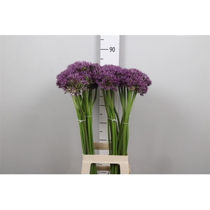 Allium Jackpot