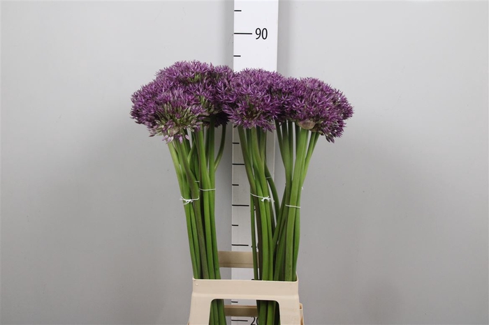 <h4>Allium Jackpot</h4>