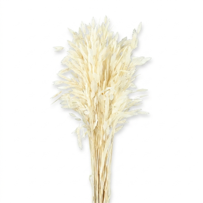 <h4>Dried Bleached Chasmanthium</h4>