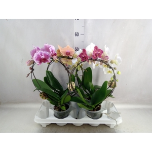 Phalaenopsis   ...