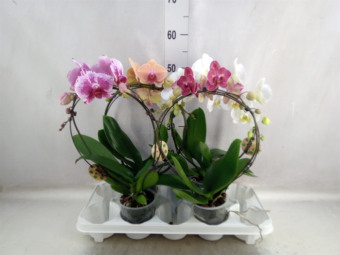 <h4>Phalaenopsis   ...</h4>