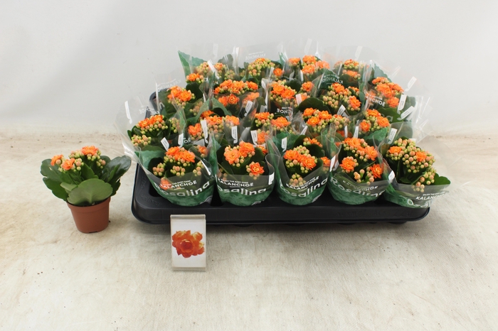 <h4>KAL GE DON PEDRO</h4>