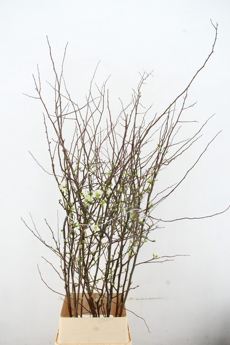 <h4>CHAENOMELES 'IVOOR' 120CM</h4>