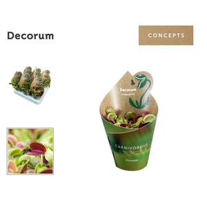VLEESETENDE PLANTEN
