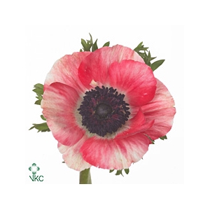 Anemone Mistral Red