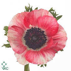 <h4>Anemone Mistral Red</h4>