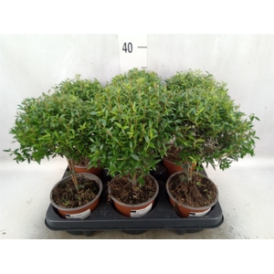 Myrtus communis