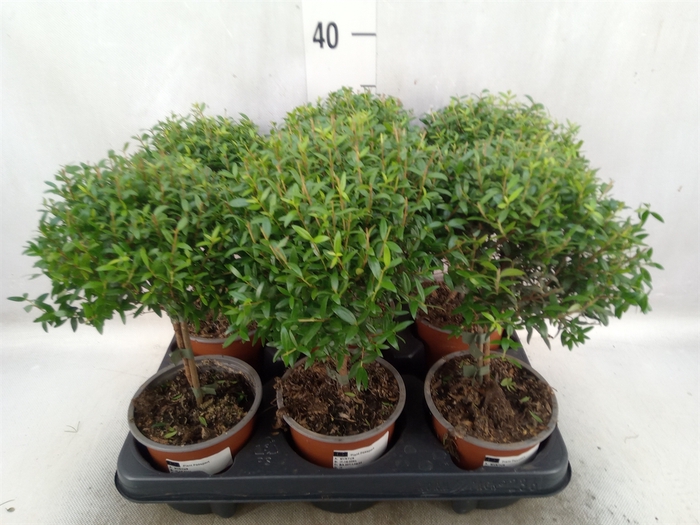 Myrtus communis