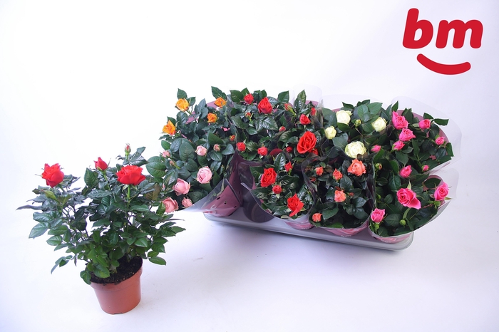 <h4>RO B MONDE GEM</h4>