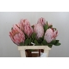Protea Cynaroides