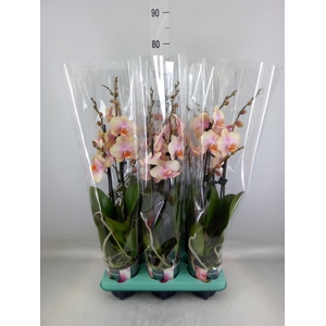Phalaenopsis   ...