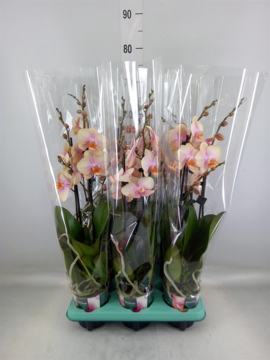 <h4>Phalaenopsis   ...</h4>