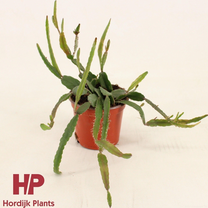 <h4>Rhipsalis agudoensis P9 CM</h4>