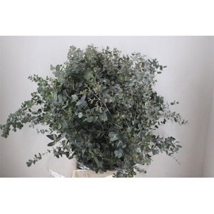 Euca Gunny 300gr P Bunch