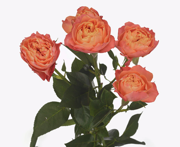 <h4>Rosa Spray La Mandarina</h4>