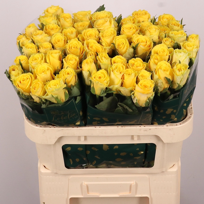 <h4>R GR GOOD TIMES</h4>