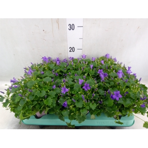 Campanula porten. 'Porto'
