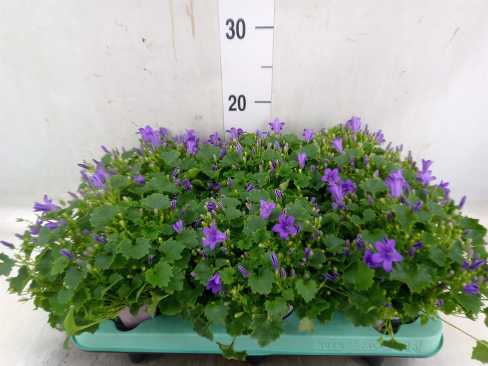 <h4>Campanula porten. 'Porto'</h4>