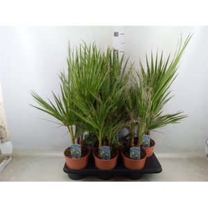 Washingtonia filifera