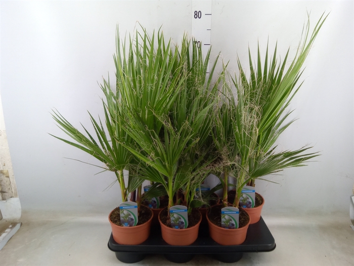<h4>Washingtonia filifera</h4>