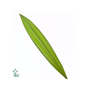 Molineria Capitulata