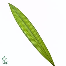 <h4>Molineria Capitulata</h4>