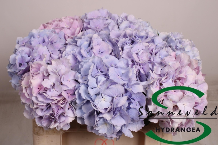 <h4>HYDR M CH VERENA BL</h4>