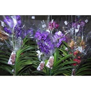ORQUIDEA VANDA CESTA VAZADA