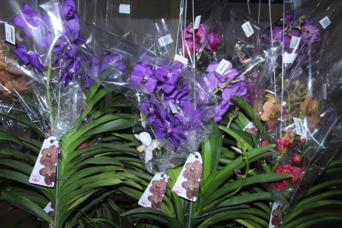<h4>ORQUIDEA VANDA CESTA VAZADA</h4>