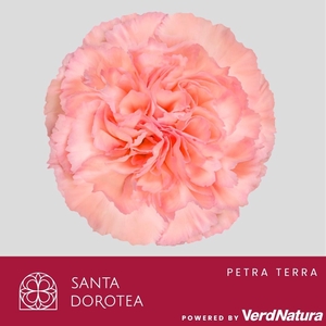 DI ST Petra Terra SEL