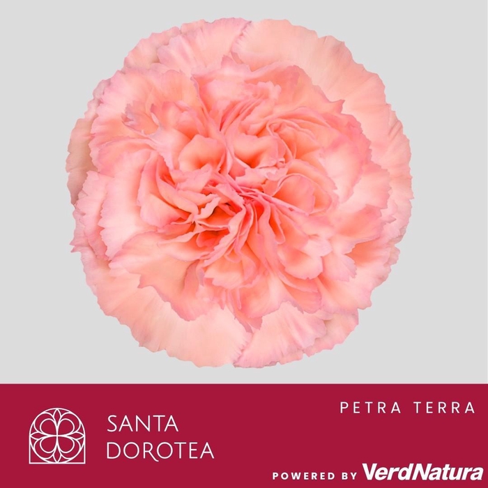 <h4>DI ST Petra Terra SEL</h4>