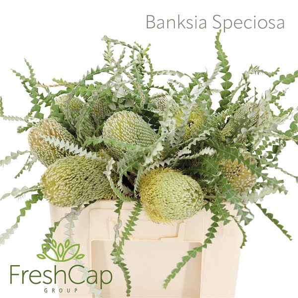 <h4>Banksia Speciosa</h4>