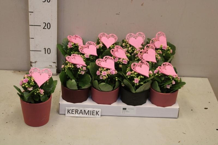 <h4>ARR KALANCHOE</h4>