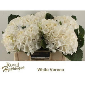 HYDR M CH WHI VERENA