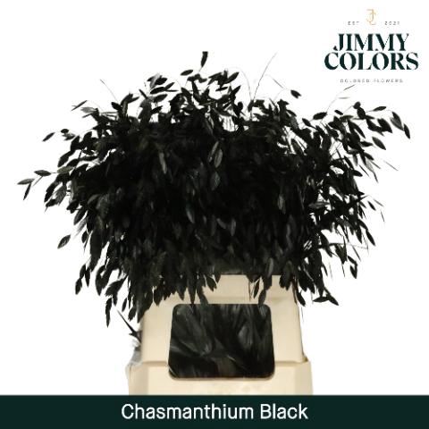 <h4>Chasmanthium L70 Black</h4>